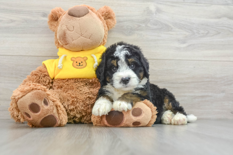 Fluffy Mini Bernedoodle Poodle Mix Pup