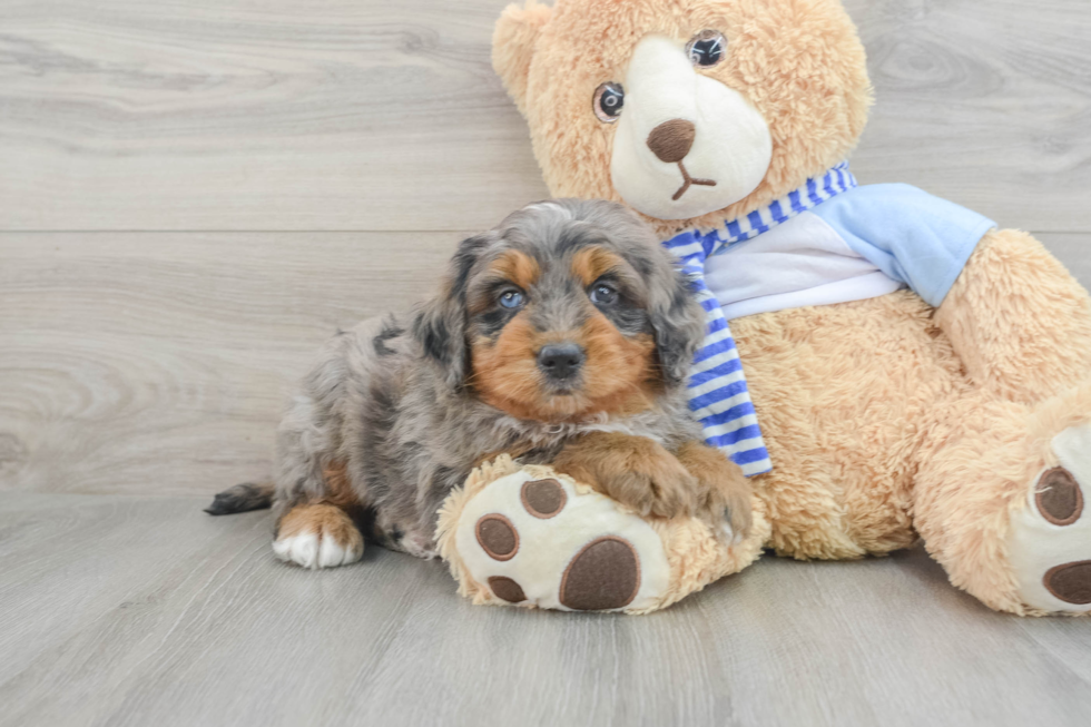 Energetic Mini Bernesedoodle Poodle Mix Puppy