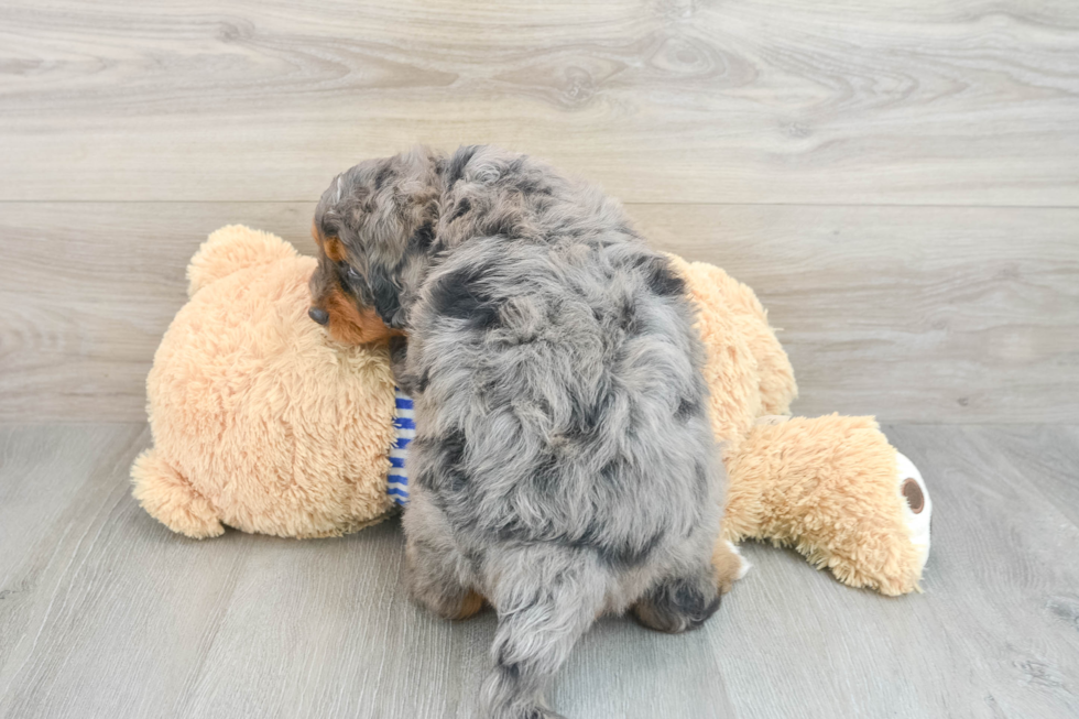 Small Mini Bernedoodle Baby