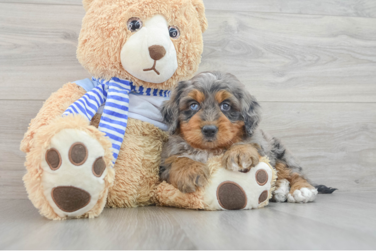 Playful Mini Bernesedoodle Poodle Mix Puppy