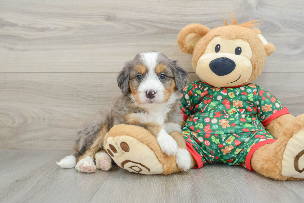 Mini Bernedoodle Puppy for Adoption