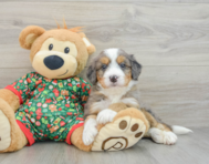 6 week old Mini Bernedoodle Puppy For Sale - Lone Star Pups