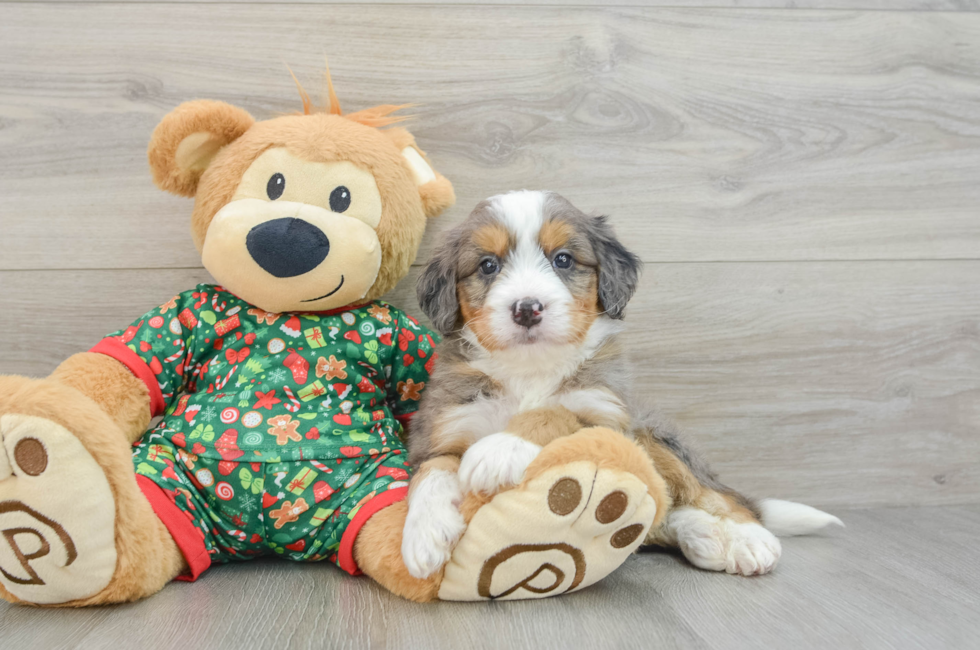 5 week old Mini Bernedoodle Puppy For Sale - Lone Star Pups