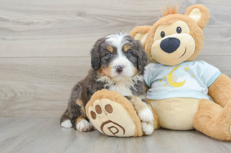 5 week old Mini Bernedoodle Puppy For Sale - Lone Star Pups