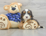 7 week old Mini Bernedoodle Puppy For Sale - Lone Star Pups