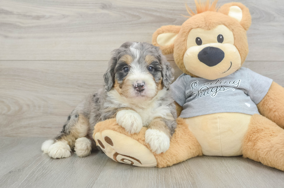 5 week old Mini Bernedoodle Puppy For Sale - Lone Star Pups