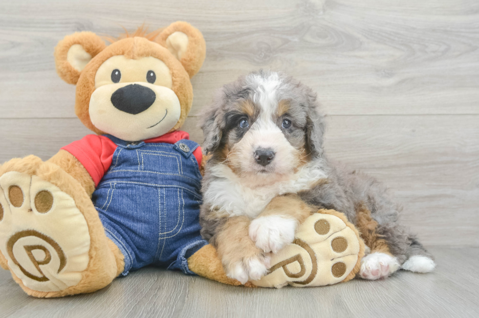 6 week old Mini Bernedoodle Puppy For Sale - Lone Star Pups
