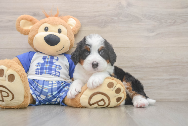 Playful Bernadoodle Poodle Mix Puppy