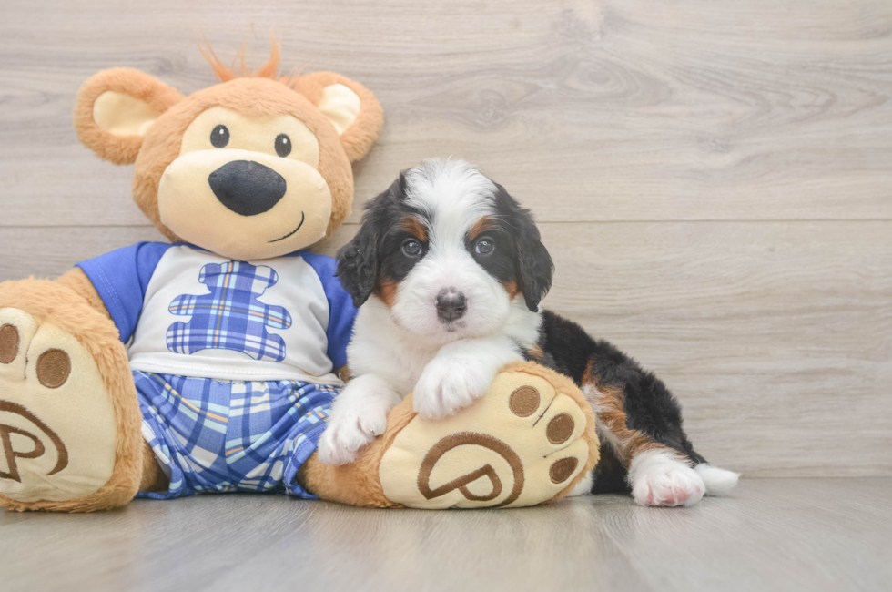 5 week old Mini Bernedoodle Puppy For Sale - Lone Star Pups