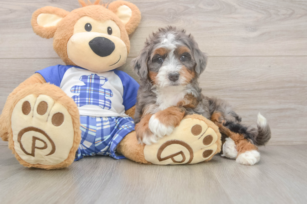 5 week old Mini Bernedoodle Puppy For Sale - Lone Star Pups