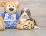 6 week old Mini Bernedoodle Puppy For Sale - Lone Star Pups