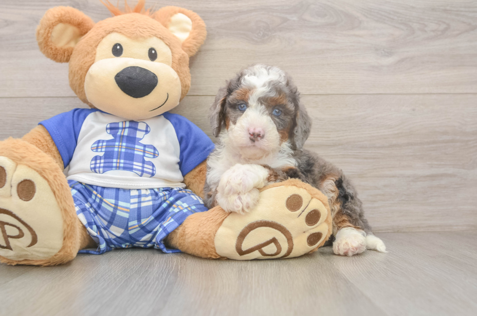 5 week old Mini Bernedoodle Puppy For Sale - Lone Star Pups