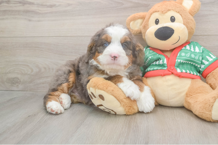 Mini Bernedoodle Puppy for Adoption