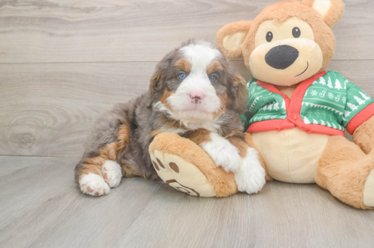 Mini Bernedoodle Puppy for Adoption