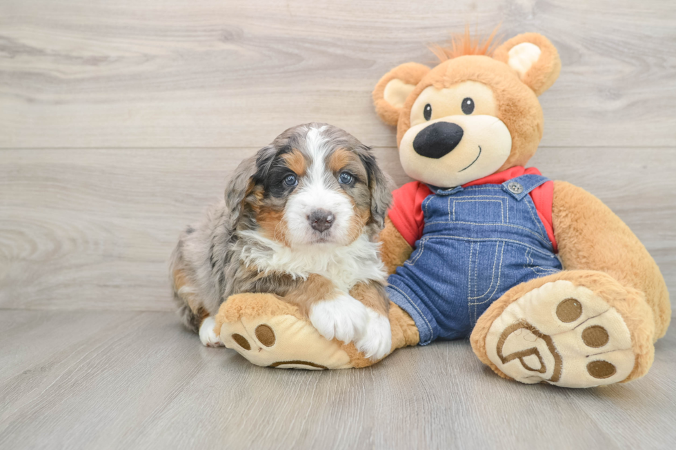Best Mini Bernedoodle Baby