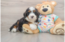 Hypoallergenic Bernese Doodle Poodle Mix Puppy