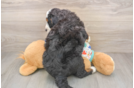 Mini Bernedoodle Puppy for Adoption