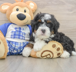 6 week old Mini Bernedoodle Puppy For Sale - Lone Star Pups