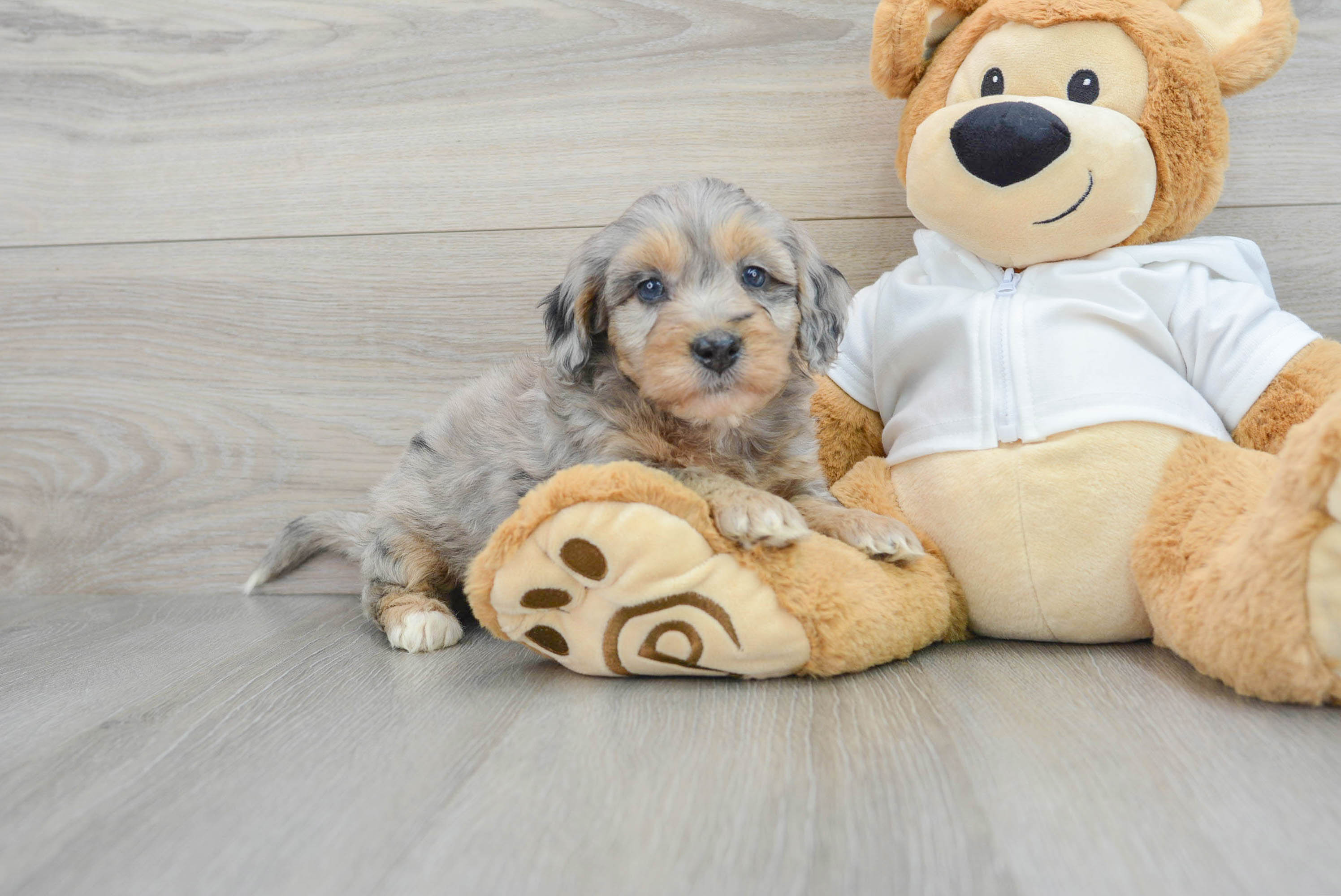 Petite Mini Bernedoodle Poodle Mix Pup