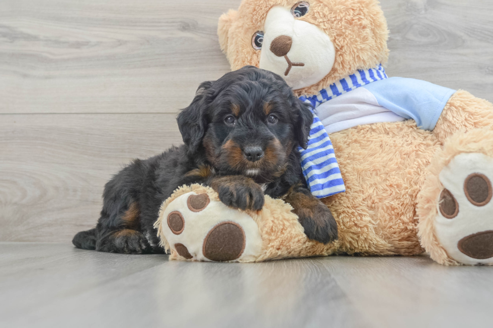 Hypoallergenic Mini Berniedoodle Poodle Mix Puppy