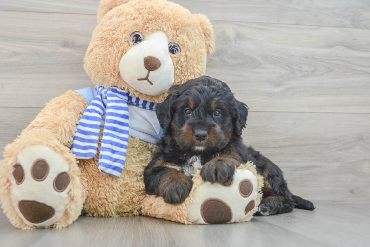 Small Mini Bernedoodle Baby