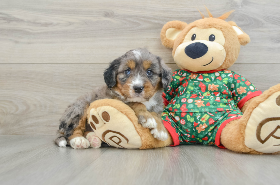 5 week old Mini Bernedoodle Puppy For Sale - Lone Star Pups