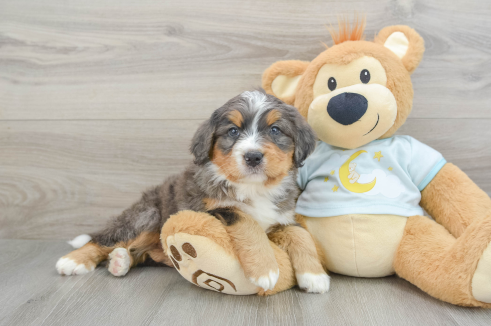 5 week old Mini Bernedoodle Puppy For Sale - Lone Star Pups