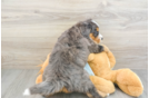 Fluffy Mini Bernedoodle Poodle Mix Pup