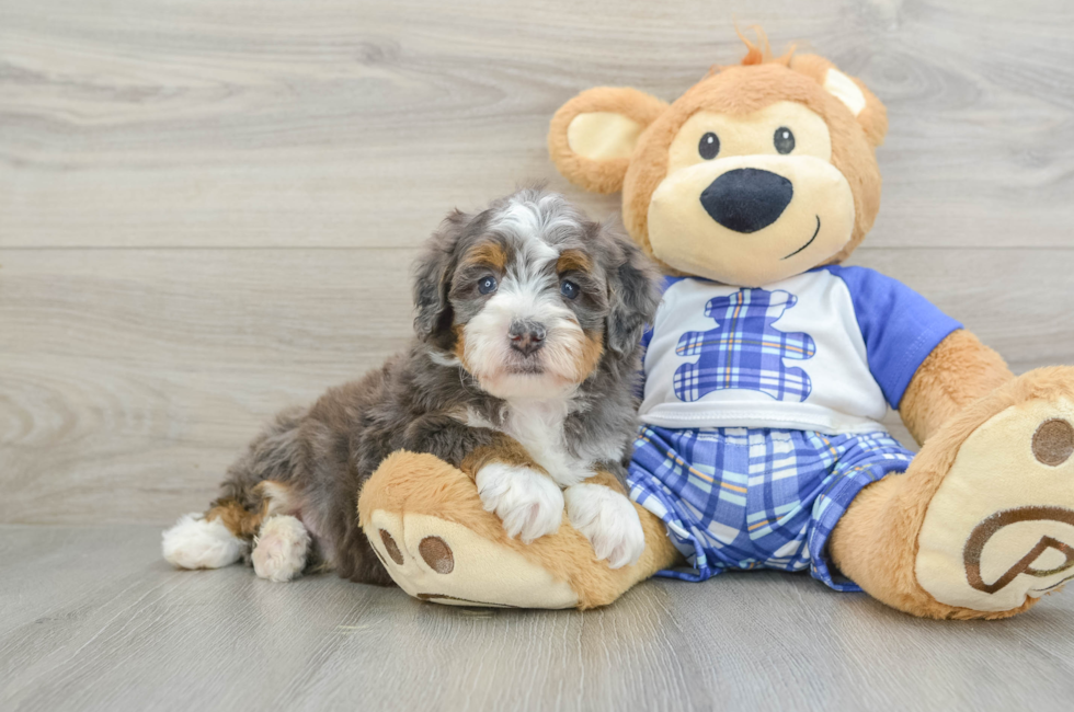 6 week old Mini Bernedoodle Puppy For Sale - Lone Star Pups