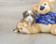 7 week old Mini Bernedoodle Puppy For Sale - Lone Star Pups