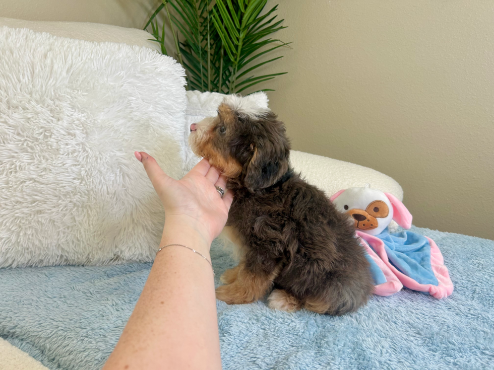 Mini Bernedoodle Pup Being Cute