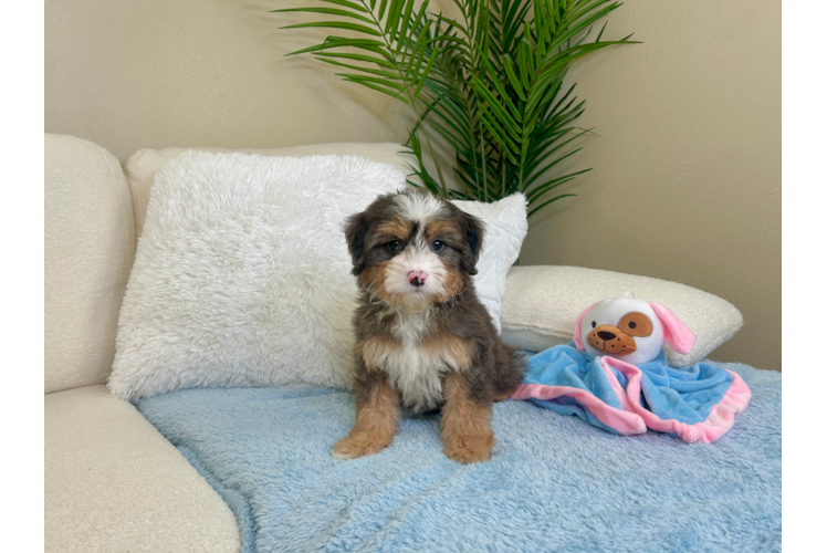 Cute Mini Bernedoodle Baby