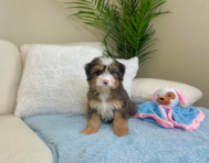 9 week old Mini Bernedoodle Puppy For Sale - Lone Star Pups