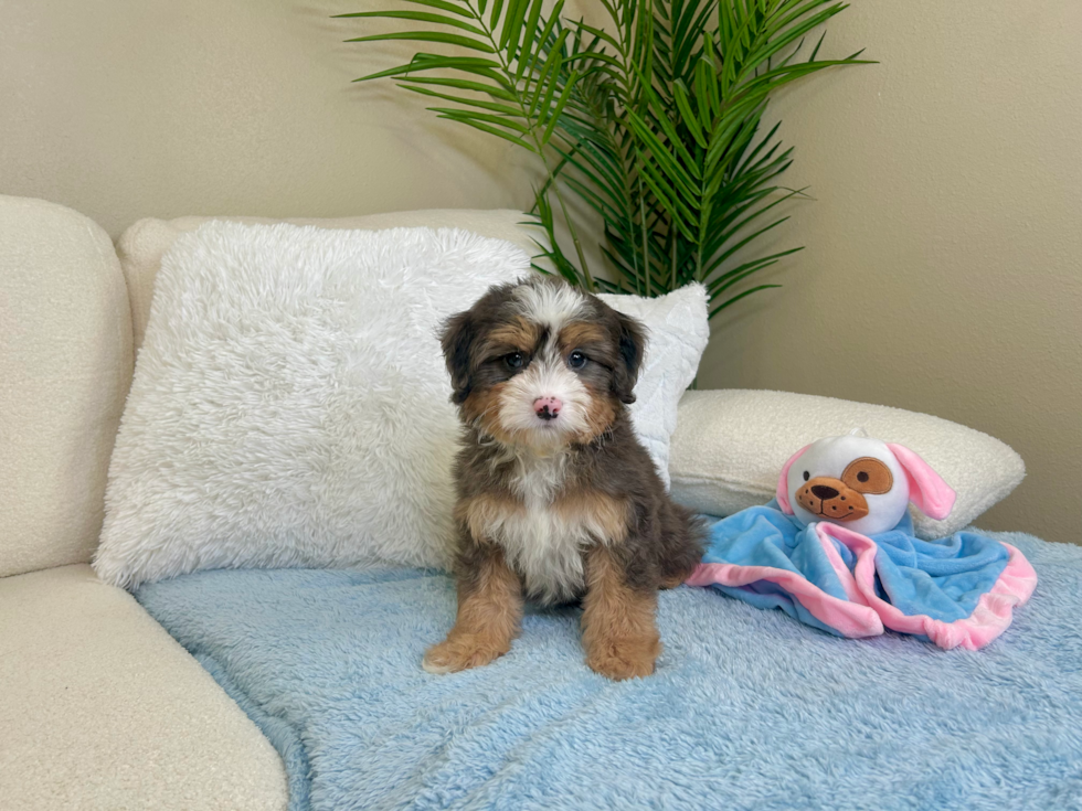 Cute Mini Bernedoodle Baby