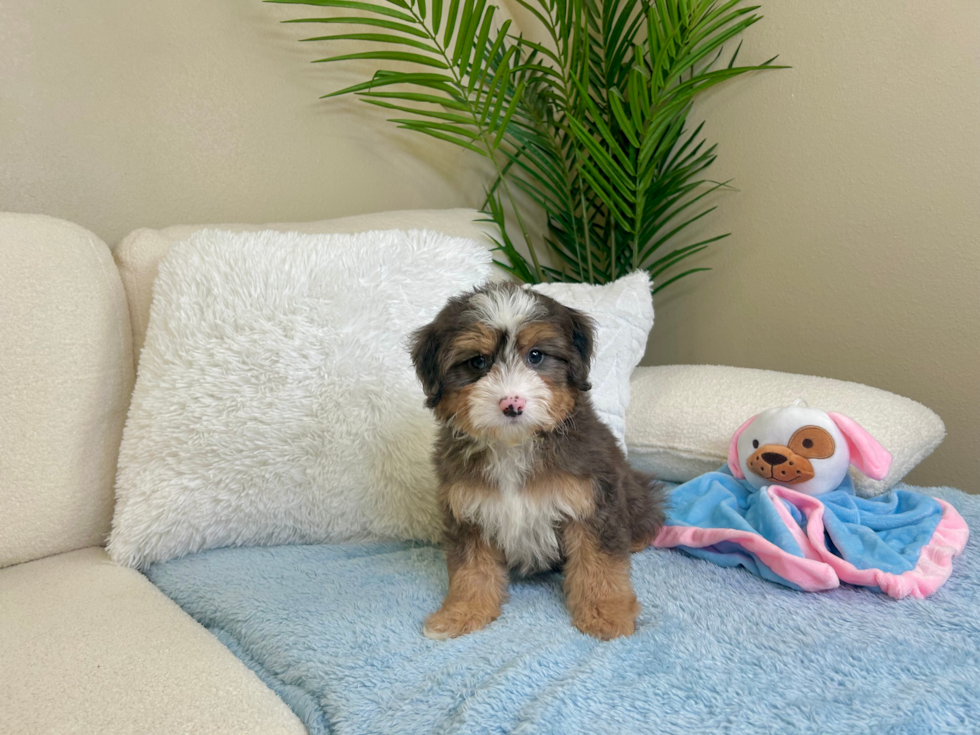 Cute Mini Bernedoodle Poodle Mix Pup