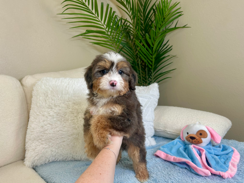 Cute Mini Bernesepoo Poodle Mix Puppy