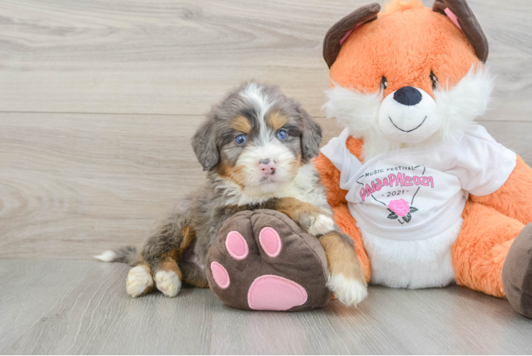 Small Mini Bernedoodle Baby