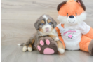 Small Mini Bernedoodle Baby