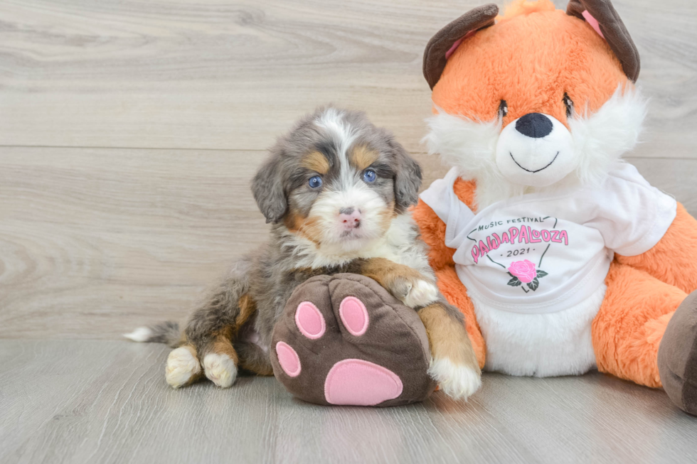 Small Mini Bernedoodle Baby