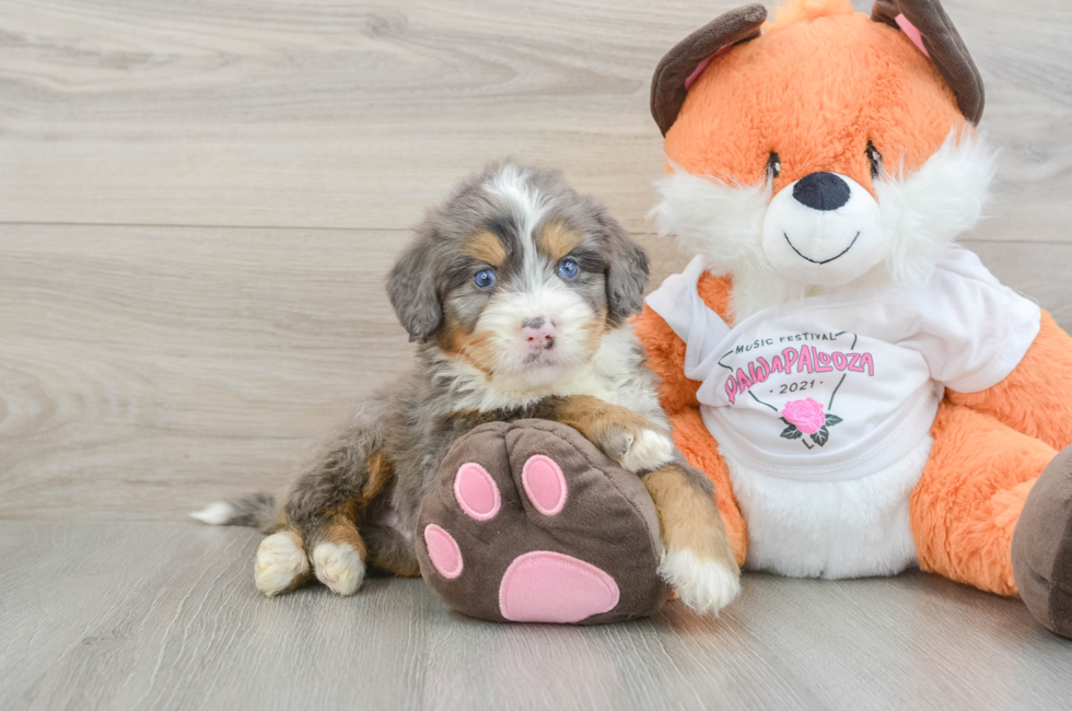 5 week old Mini Bernedoodle Puppy For Sale - Lone Star Pups