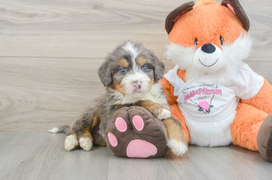Small Mini Bernedoodle Baby