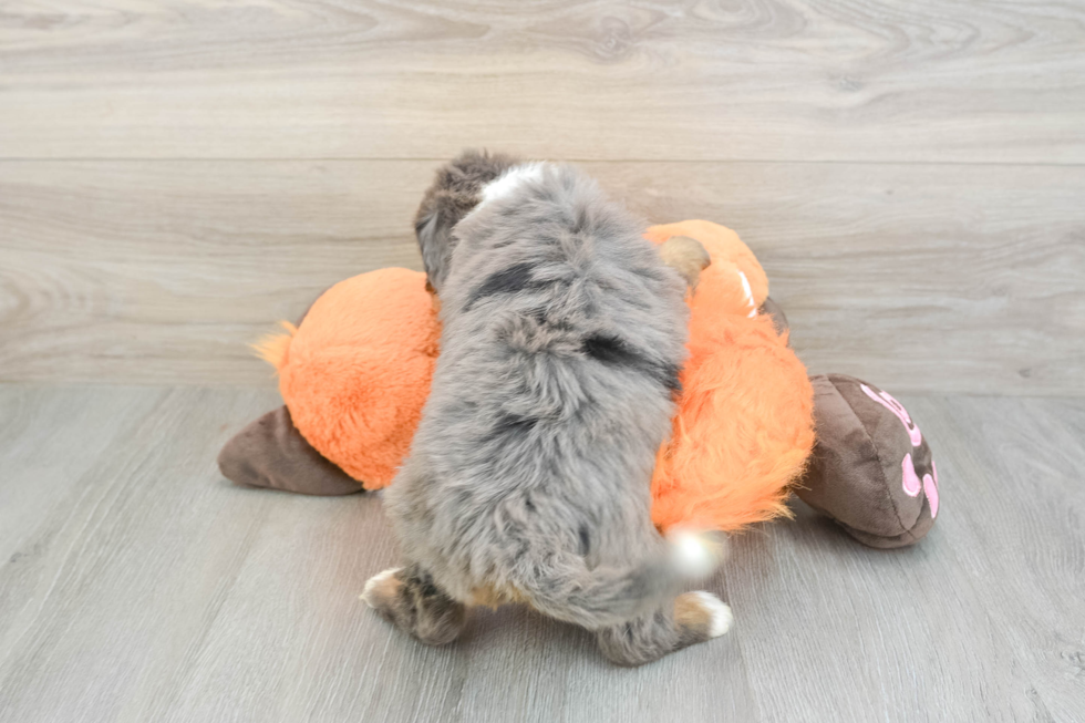 Best Mini Bernedoodle Baby