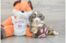Fluffy Mini Bernedoodle Poodle Mix Pup
