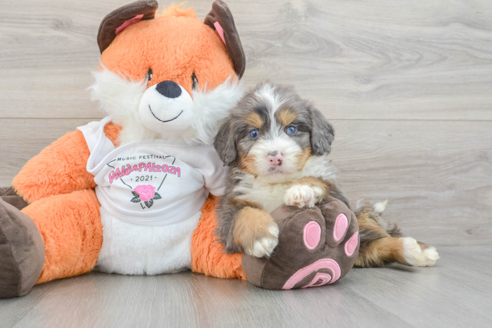Fluffy Mini Bernedoodle Poodle Mix Pup