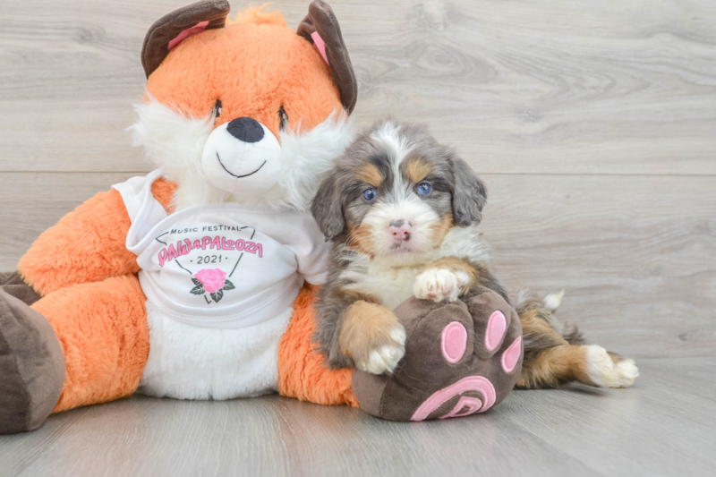 Meet Jeffy - our Mini Bernedoodle Puppy Photo 3/3 - Lone Star Pups