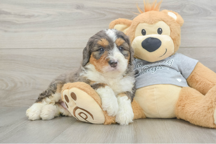 Funny Mini Bernedoodle Poodle Mix Pup