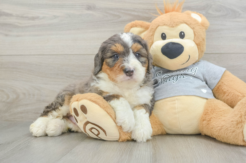 5 week old Mini Bernedoodle Puppy For Sale - Lone Star Pups
