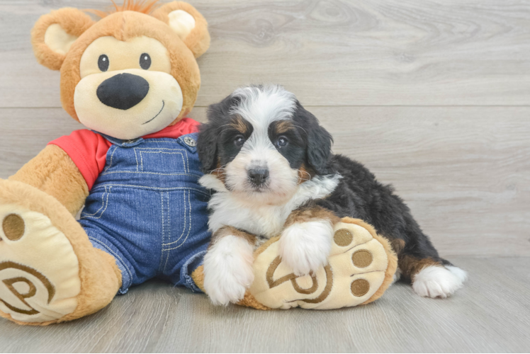 Popular Mini Bernedoodle Poodle Mix Pup