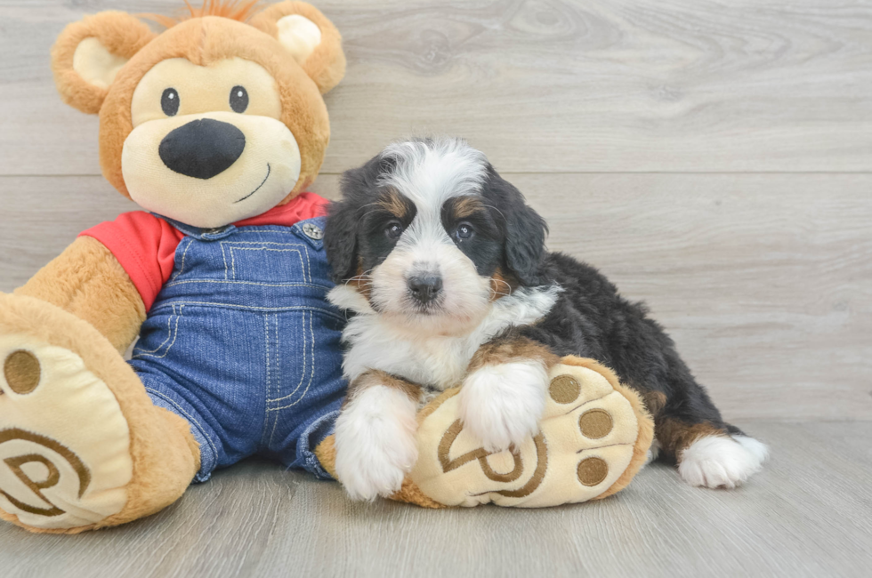 6 week old Mini Bernedoodle Puppy For Sale - Lone Star Pups