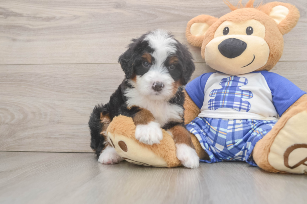 5 week old Mini Bernedoodle Puppy For Sale - Lone Star Pups